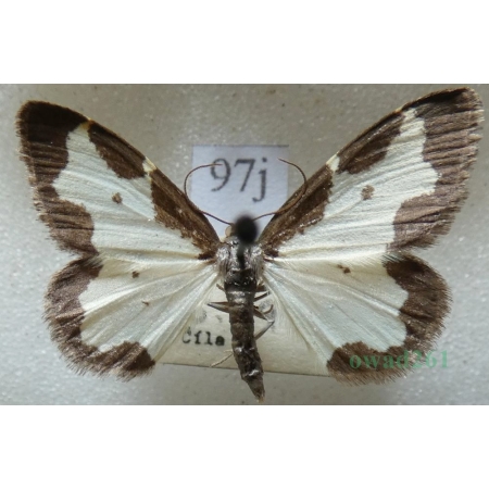 Lomaspilis marginata (Linnaeus, 1758) Plamiec nabuczak Czech97j